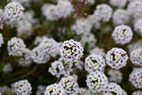 Flower Nature Plant