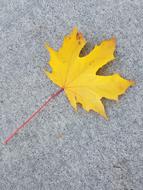 Fall Leaf Nature Maple