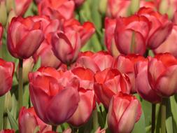 Tulip Plant Nature