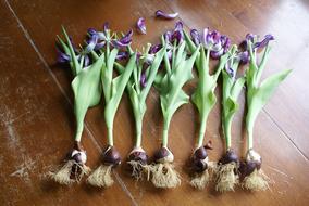 Spring Tulip Bulb