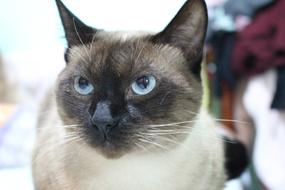Gray siamese cat