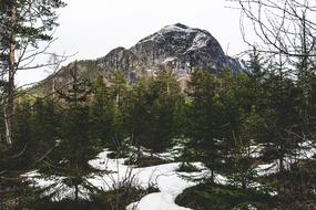 Mountain Norway Trees