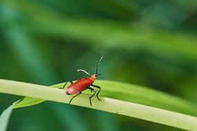 Beetle Red Plant