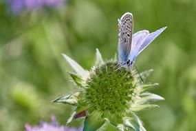 a blue butterfly on a thorny flower