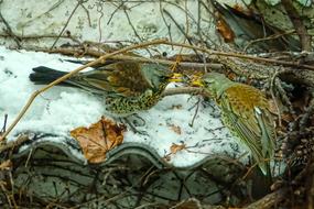 Nature Juniper Chokes Winter