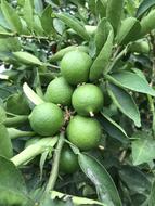 fresh limes on a tree