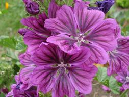 Flower Garden Plant