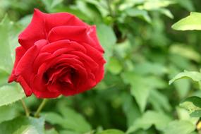red flower bud in the garden