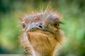 Nature Animal World Bird