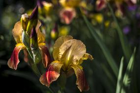 Flowers Yellow Spring