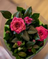 Flowers Roses Pink Tender