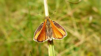 Nature Summer Lawn At The Court
