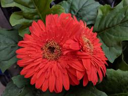 Gerbera Daisy Red Coral