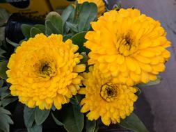 Chrysanthemum Mum Flower Yellow