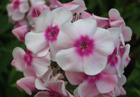 Flower Flowers Tender