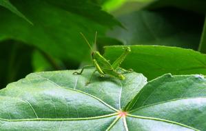 Leaf Plant Nature