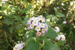 Flower Nature Flowers White