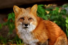 Fuchs Animal World Wild