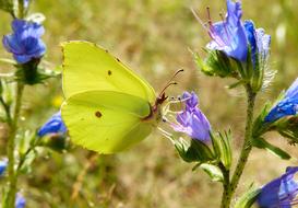 Nature Flower Butterfly Day