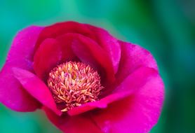 Pfingtsrose Flower Spring Close