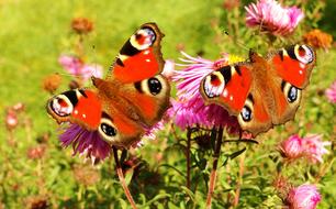 Nature Butterfly Day Insect
