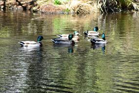Ducks Pond Nature