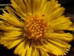 Nature Flower Plant Close