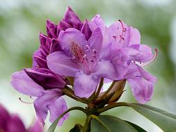 tree flower purple