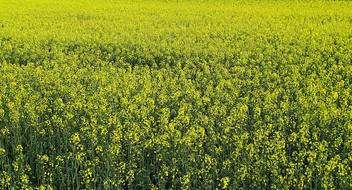 Oilseed Rape Field Of Rapeseeds