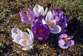 Flower Krokus Spring