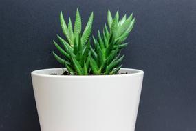 Cactus Black Background White Base