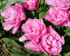 Tulips Flowers Filled