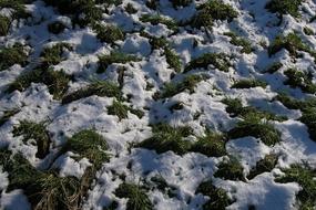 Nature snow grass macro