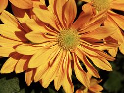 Aster Autumn Autumn-Flowers Fall