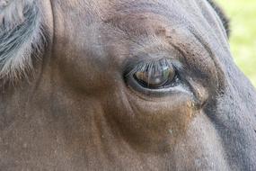 Animalia Mammals Nature