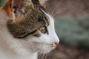 cute cat face