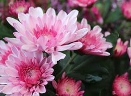Chrysanthemum Flowers Pink Flower