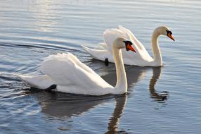 Mute Swan Animal