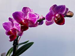 Flower Orchid Blooming