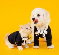 Dressed up cat with dog