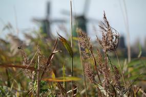 Grass Reed Close Up