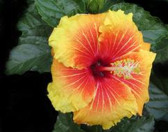 Hibiscus Flower Tropical
