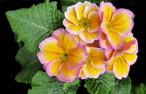 Primrose Flower Plant