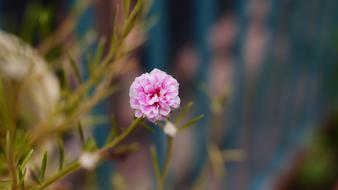 Flower Nature Flora