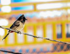 little bird on a wire