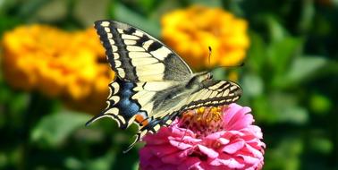 Butterfly Day Paż Queen Nature