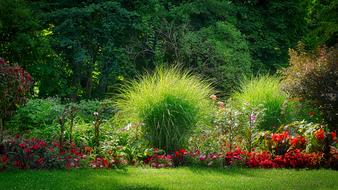 thorn bushes