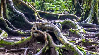 Tree Nature Landscape Old