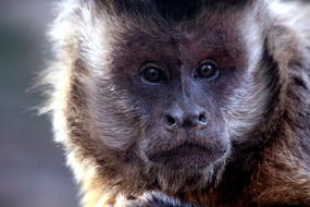 Capuchin Primacy Monkey Sapajus nigritus