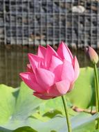 Plant Flower Lotus